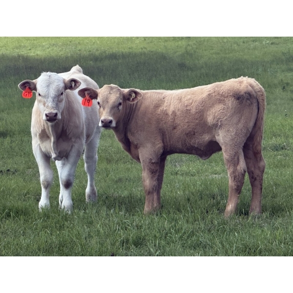 Dick Lawrence  - 650# October Delivery Heifer Calves - 85 Head (Pine Lake, AB)