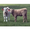 Image 1 : Dick Lawrence  - 650# October Delivery Heifer Calves - 85 Head (Pine Lake, AB)