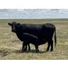 Image 10 : Dar-Lin Ranching - 430# November Delivery Heifer Calves - 110 Head (Big Stone, AB)