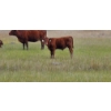 Image 4 : OK Ranch - 475# October Delivery Heifer Calves - 115 Head (Big Bar, BC)