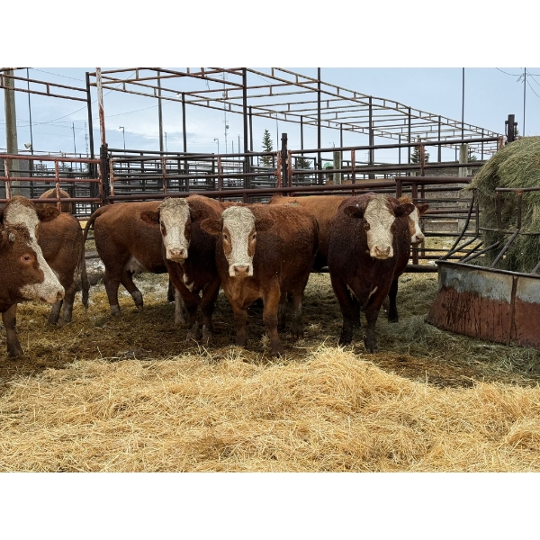 Spruce Ridge Farms - 16 4-5 Year-Old Cows (Pen 408)