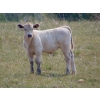 Image 9 : GW Murray Ranches - 515# October Delivery Steer Calves - 115 Head (Tompkins, SK)