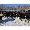Image 2 : GDS Enterprises Ltd. - 860# February Delivery Steers - 128 Head (Burstall, SK)
