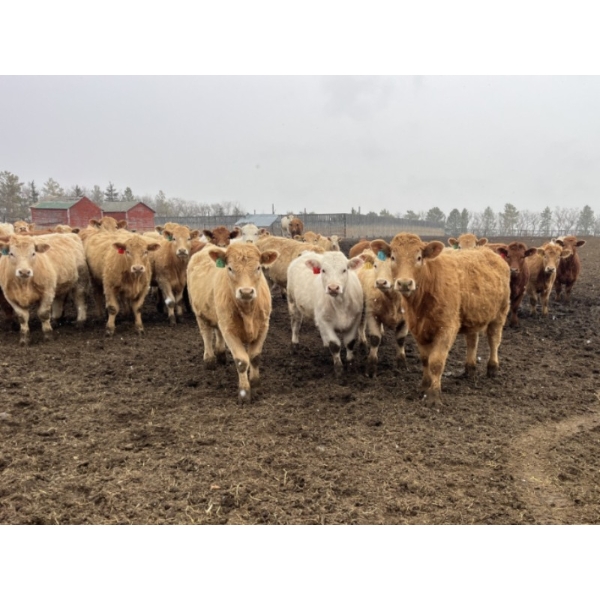 Hawks Haven Ranch - 840# April Delivery Heifers - 75 Head (Compeer, AB)
