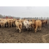 Image 1 : Hawks Haven Ranch - 840# April Delivery Heifers - 75 Head (Compeer, AB)