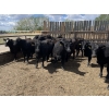 Image 2 : Lone Star Cattle Co. - 980# June Delivery Heifers - 260 Head (Strathmore, AB)