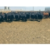 Image 7 : M.S. MacLean Livestock - 1020# May Delivery Steers - 59 Head (Coaldale, AB)