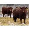 Image 5 : RBD Ranch - 950# March Delivery Steers - 38 Head (Milestone, SK)