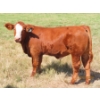 Image 3 : Leonard Lundquist/Andrew Ranching - 675# October Delivery Steer Calves - 90 Head (Rolling Hills, AB)