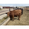Image 9 : Lynden Land & Cattle - 900# June Delivery Steers - 50 Head (Linden, AB)