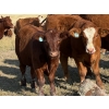 Image 2 : Niwa Ranching - 580# Steer Calves - 90 Head (Acadia Valley, AB)