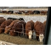 Image 2 : Jeff MacMillan - 50 November Delivery Simm X March/April Calving Bred Heifers (Marquette, MB)