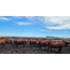Image 9 : Ripple Rock Ranch - 875# July Delivery Heifers - 170 Head (Fincastle, AB)