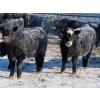 Image 2 : CDA Farms Ltd. - 900# February Delivery Steers - 50 Head (Lemberg, SK)