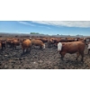 Image 7 : Ripple Rock Ranch - 875# July Delivery Heifers - 170 Head (Fincastle, AB)