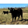 Image 11 : MG Cattle Co. Ltd. - 38 Black/BBF Simm/Angus X April/May Calving 2nd Calvers (Sangudo, AB)
