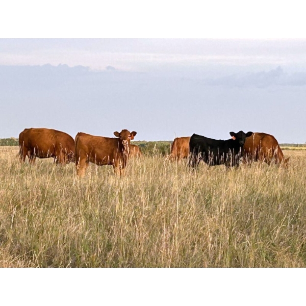 Tyton Farms Ltd. - 670# January Delivery Weaned Steers - 176 Head (Birtle, MB) VBP+