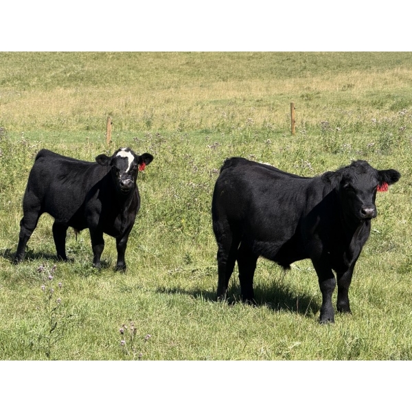 Rafter 17 Ranching  - 830# October Delivery Steer Calves - 150 Head (Eckville, AB) VBP+
