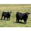 Image 1 : Rafter 17 Ranching  - 830# October Delivery Steer Calves - 150 Head (Eckville, AB) VBP+
