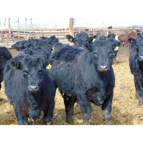 Habraken Farms Ltd. - 975# March Delivery Steers - 63 Head (Scandia, AB)