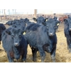 Image 1 : Habraken Farms Ltd. - 975# March Delivery Steers - 63 Head (Scandia, AB)