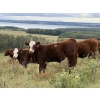 Image 3 : FM Livestock / Anchor P Farms - 720# November Delivery Steer Calves - 85 Head (Bentley, AB)