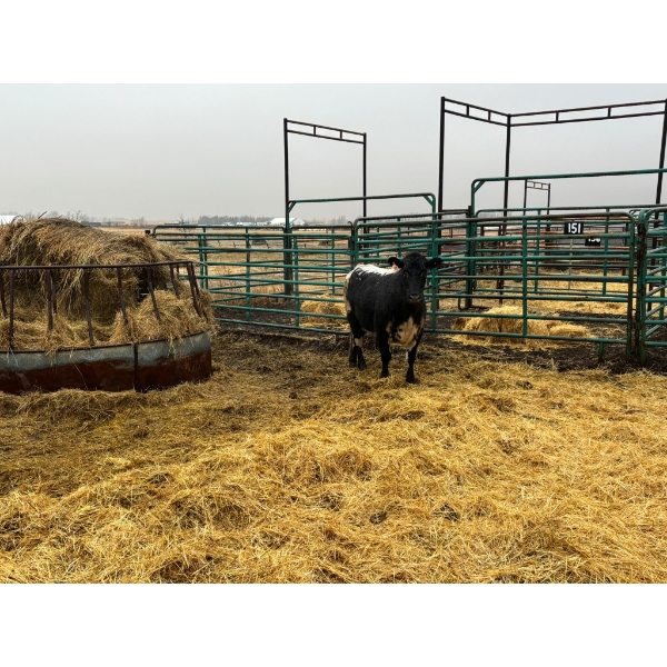 Donnelly Estate Dispersal - 1 Cow (Pen 532)