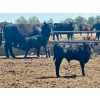 Image 9 : Schunicht Farms - 700# Dec/Jan Delivery Weaned Steers - 80 Head (Strathmore, AB)