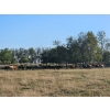 Image 4 : Lazy S Four Ranches - 975# September Delivery Grass Steers - 64 Head (Donalda, AB)