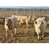 Image 5 : Stahlville Colony - 960# January Delivery Heifers - 81 Head (Rockyford, AB)