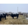 Image 3 : Jake Giesbrecht - 10 Black Cows (Pen 432 - 434)