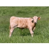 Image 2 : Gerald Lawrence - 700# October Delivery Steer Calves - 85 Head (Pine Lake, AB)