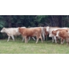 Image 5 : Ootsa Lake Cattle Co. - 825# September Delivery Grass Heifers - 77 Head (Ootsa Lake, BC)