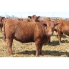 Image 7 : A&S Farms - 30 Red Replacement Heifers (Coaldale, AB)