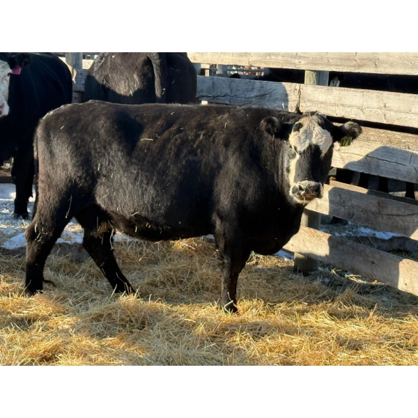 6S Family Farm - 7 Second, Third & Fourth Calvers (Pen 412)