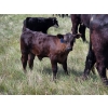 Image 7 : Iron Saddle Ranch - 600# November Delivery Steer Calves - 102 Head (Sintaluta, SK) VBP+