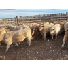 Image 3 : Lowe Ranches - 726# October Delivery Steer Calves - 77 Head (Nanton, AB)