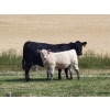 Image 6 : Thompson Colony - 475# October Delivery Heifer Calves - 110 Head (Fort Macleod, AB)