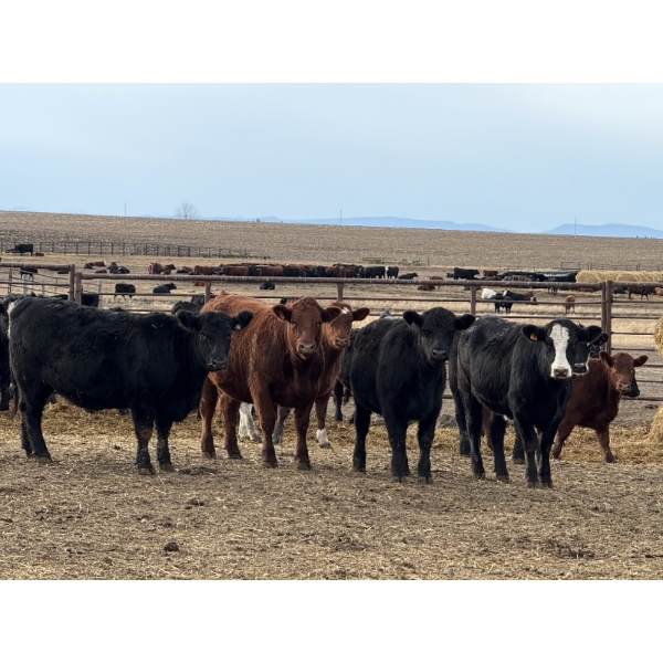 Bruce & Judy Dickson - 1081# November Delivery Heifers - 95 Head (Leslieville, AB)