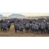 Image 6 : M.S. MacLean Livestock - 920# March Delivery Steers - 144 Head (Coaldale, AB)