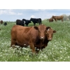 Image 4 : Joe & Colleen Magnuson - 1000# September Delivery Grass Heifers - 124 Head (Winfield, AB)