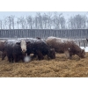 Image 5 : Zuchkan Farms Land & Livestock Ltd. - 52 Red/Tan April/May Calving Bred Heifers (Foam Lake, SK)