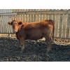 Image 4 : Lakeview Cattle Co.  - 840# Sept/Oct Delivery Steers - 71 Head (Rhein, SK)