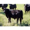 Image 3 : Goldridge Farming Co. - 575# October Delivery Steer Calves - 100 Head (Turin, AB)