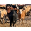 Image 8 : Ugly Head Feeders - 800# March Delivery Steers - 75 Head (Killam, AB)