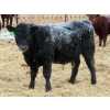 Image 6 : Bill Devos - 680# March Delivery Steers - 80 Head (Fork River, MB)
