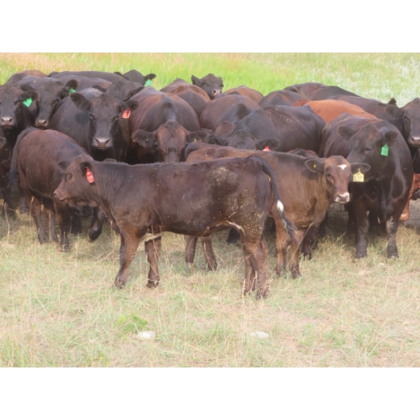 Storle Farms Ltd. - 570# October Delivery Heifer Calves - 45 Head (Lake Alma, SK)
