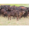 Image 1 : Storle Farms Ltd. - 570# October Delivery Heifer Calves - 45 Head (Lake Alma, SK)