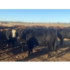 Image 5 : Bruce & Judy Dickson - 1057# November Grass Steers - 57 Head (Leslieville, AB)