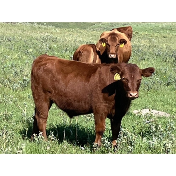 MacMillan Farming Co. - 630# September Delivery Steer Calves - 100 Head (Cayley, AB) VBP+